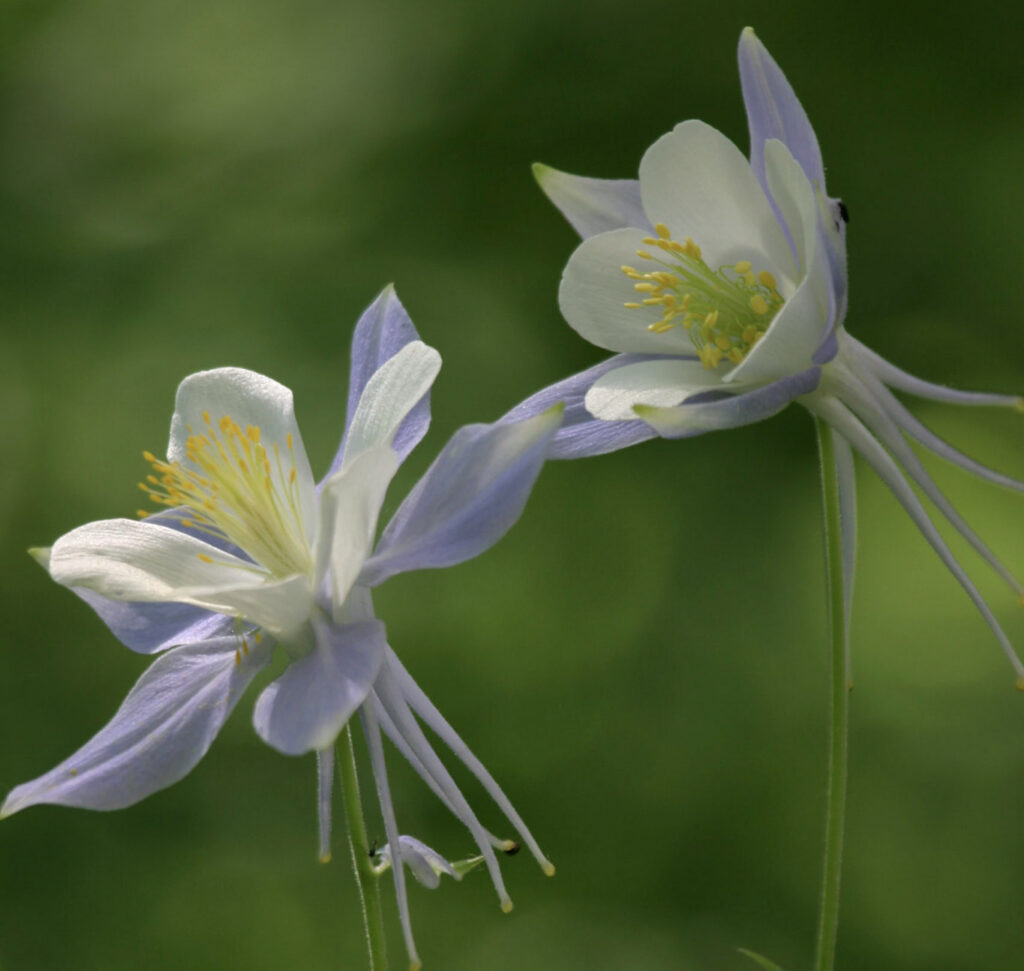 Columbine wildflowers