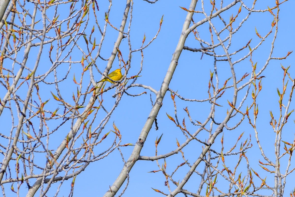 ACES Birding by Habitat: Snowmass 8/28/26