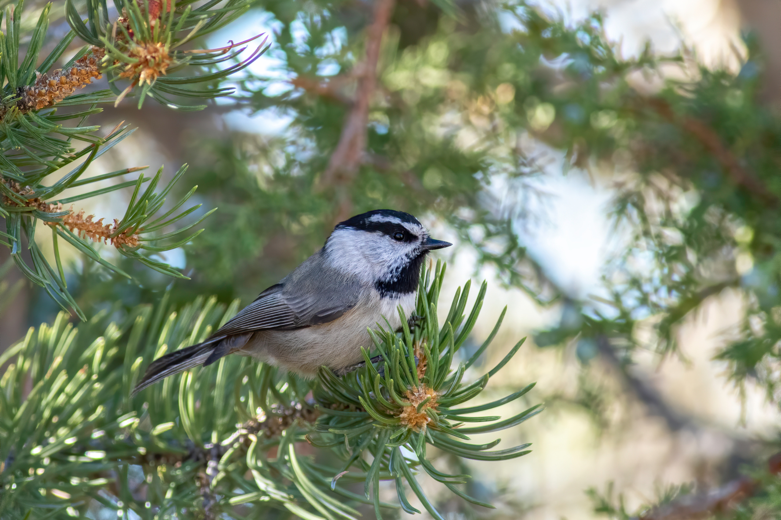 ACES - Pitkin County Open Space Birding 9/10/2025