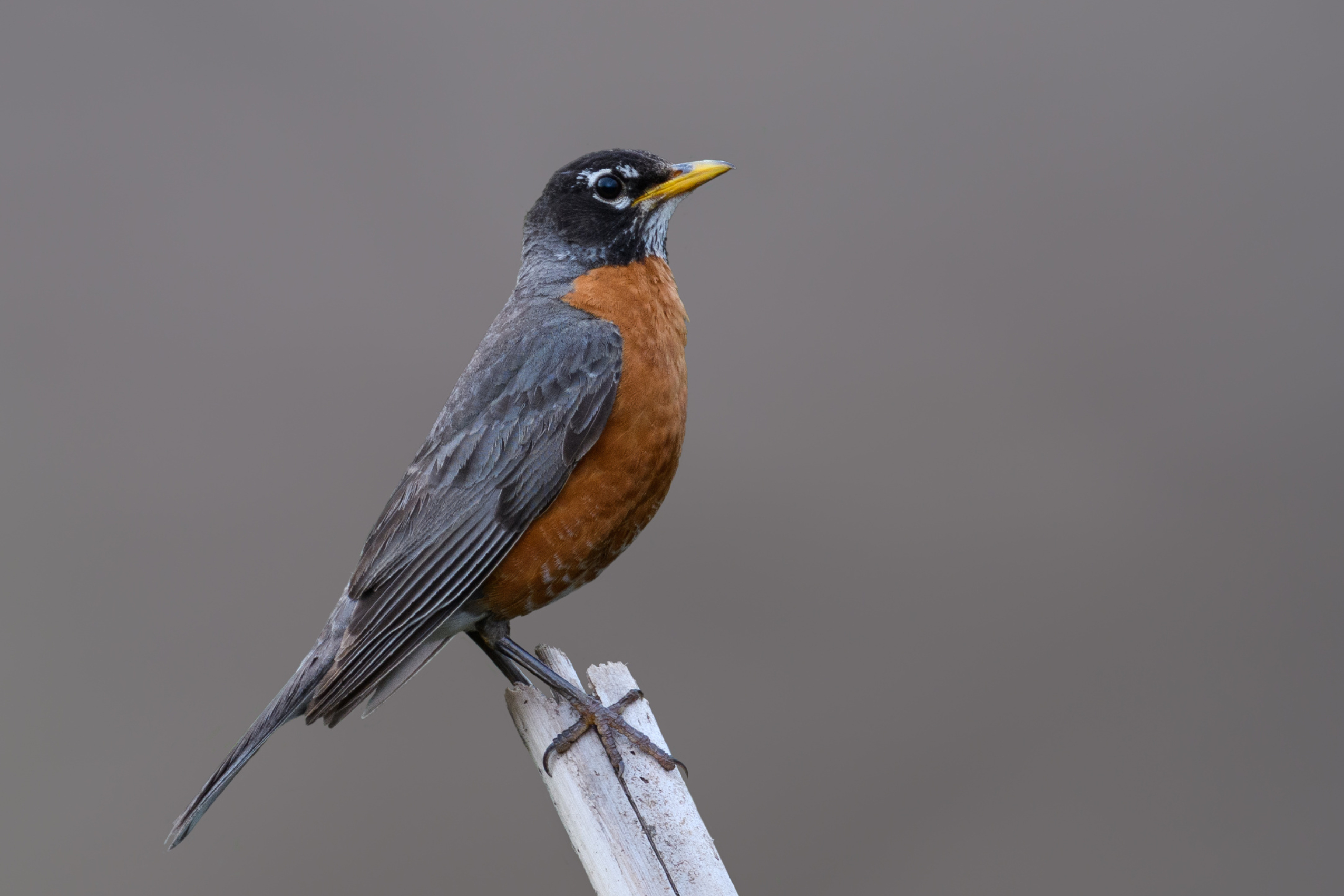Top Ten Birds of Aspen