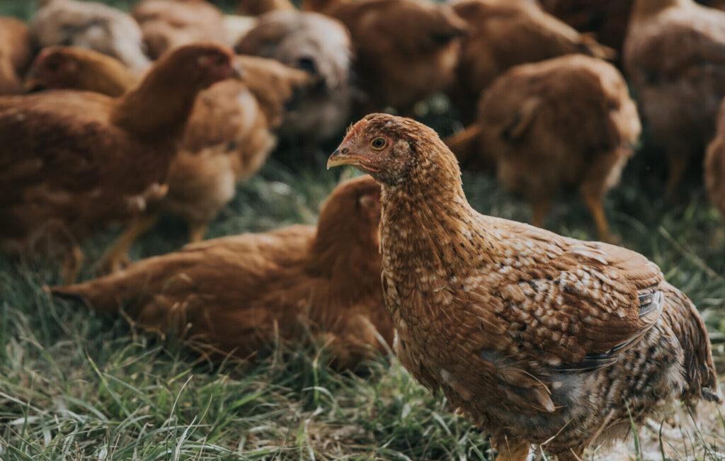 chickens