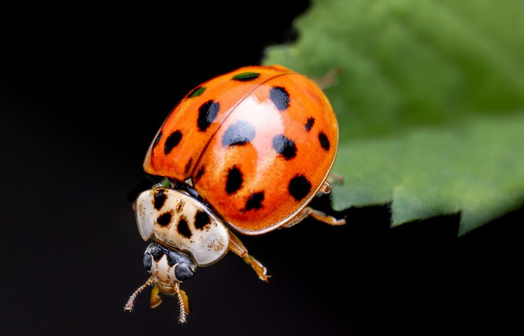 green-grasshopper-7w08ChY-2xU-unsplash