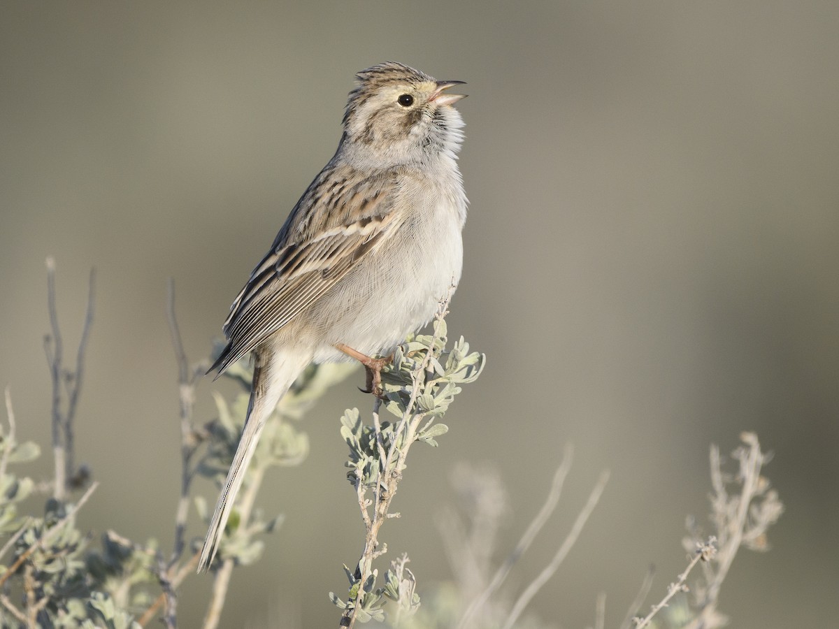 ACES Birding and Conversation: Birds of the Sagebrush Ecosystem 05/21/26