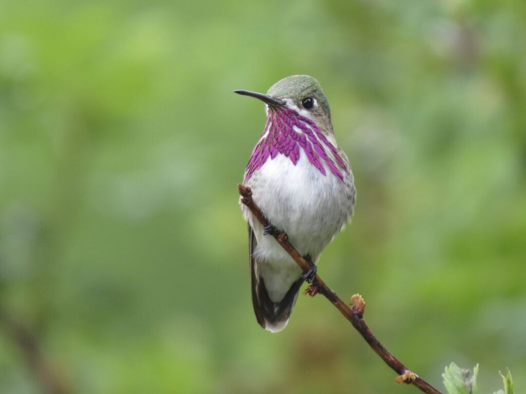 Calliope Hummingbird