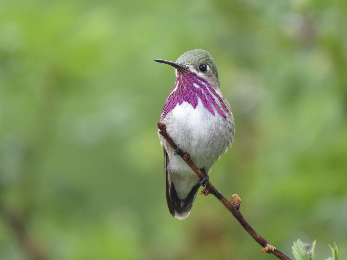 ACES City of Aspen Birding Series: Marlot Open Space 08/18/25
