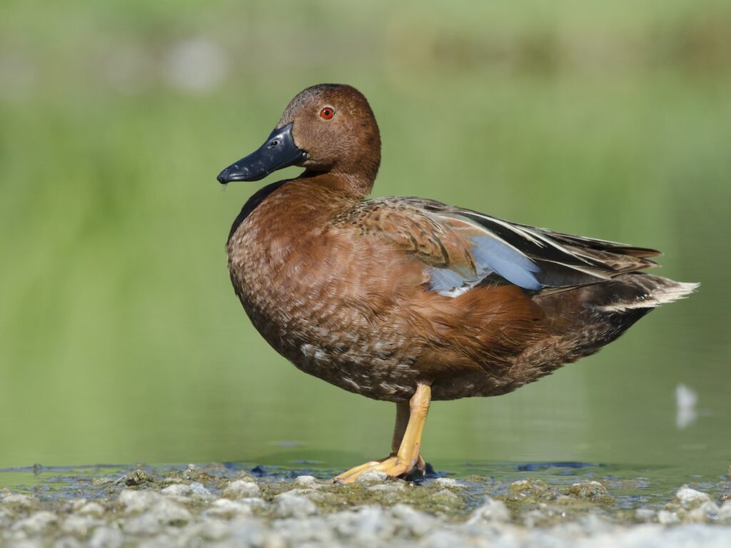 cintea Cinnamon Teal