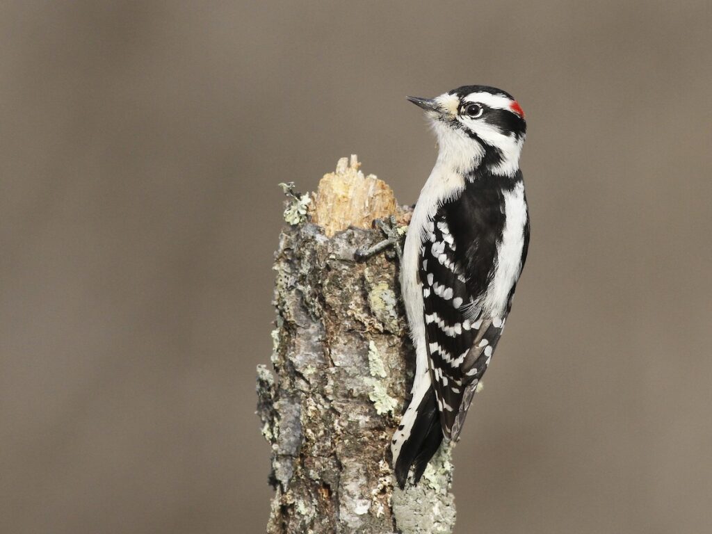 Downy Woodpecker