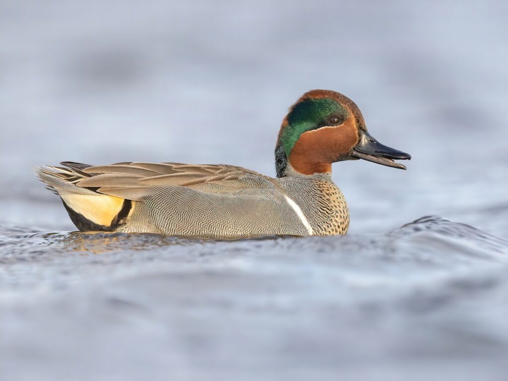 gnwtea Green-winged Teal