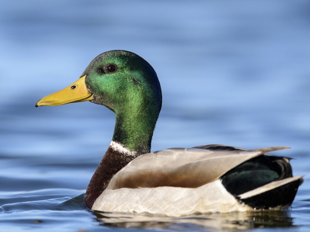 Mallard