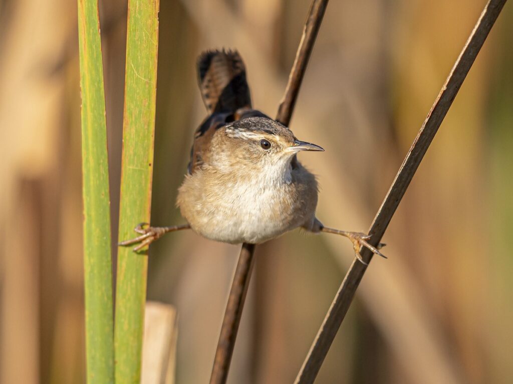 Marsh Wren