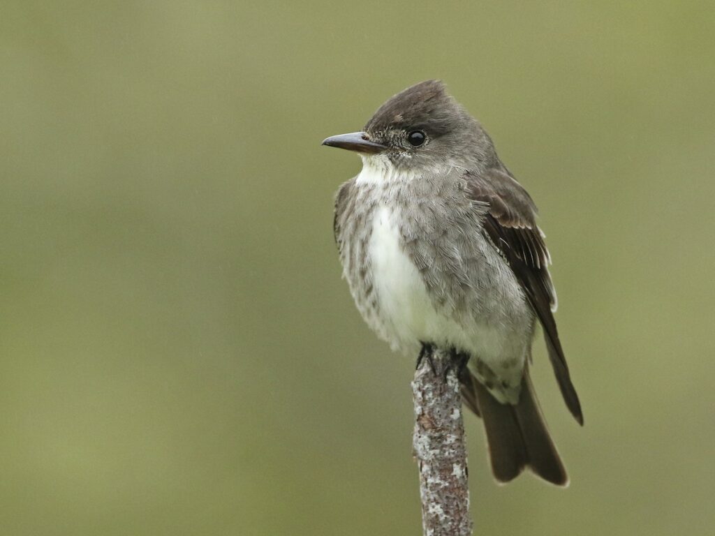 Olive-sided Flycatcher