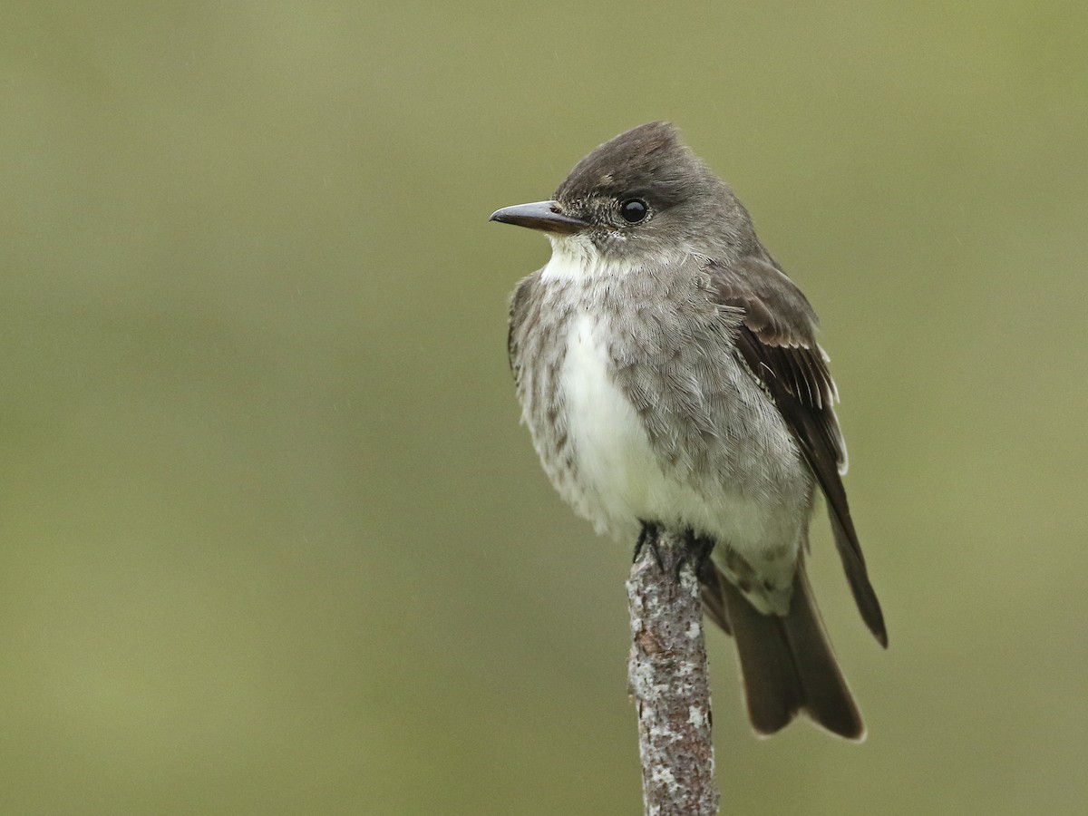 ACES Morning Birding at Rock Bottom Ranch 08/19/25