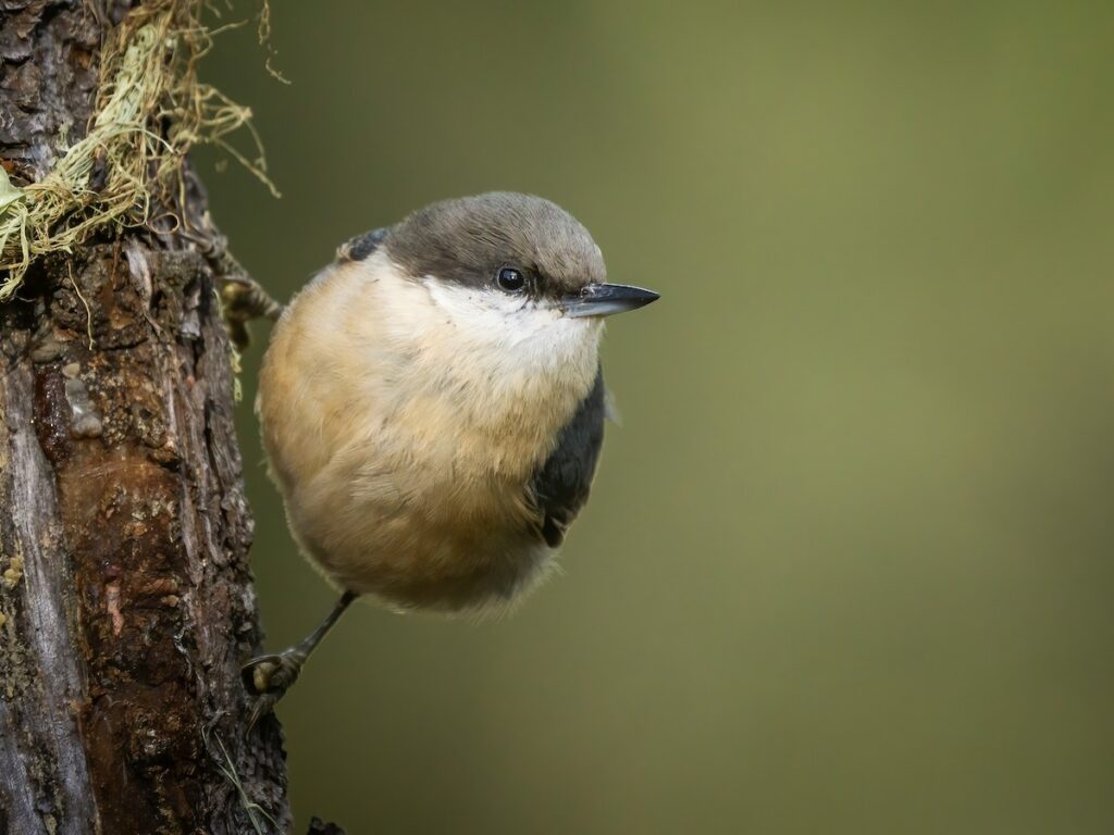 pygnut Pygmy Nuthatch
