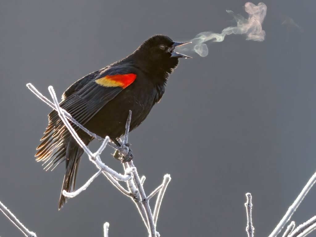 rewbla Red-winged Blackbird