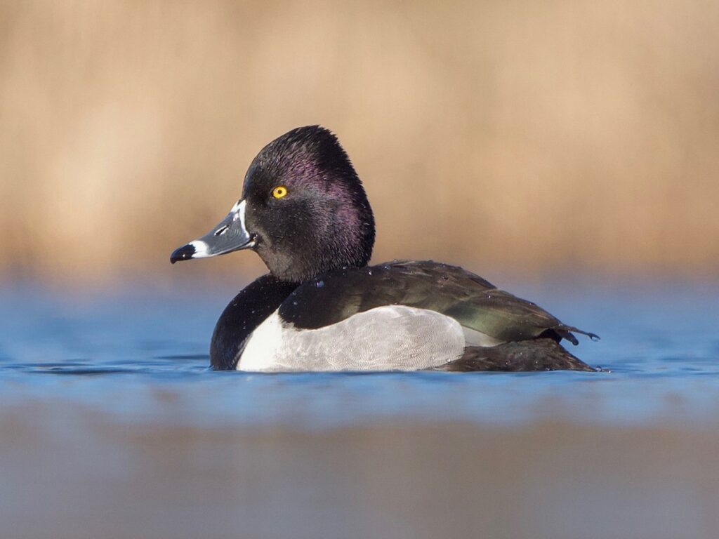 Ring-necked Duck