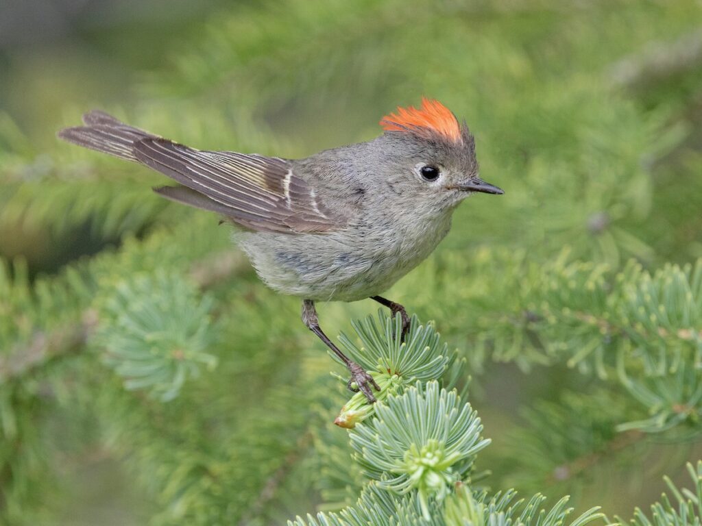 Ruby-crowned Kinglet