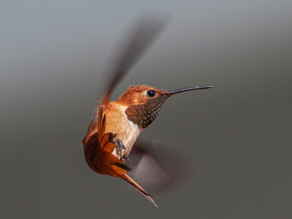 Rufous Hummingbird