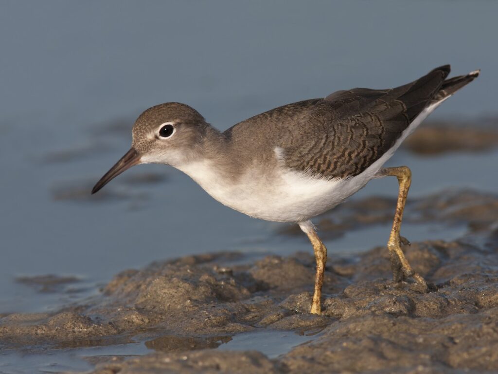 sposan Spotted Sandpiper