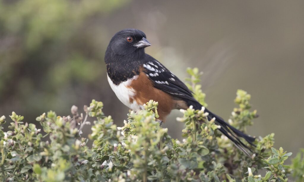 Spotted Towhee