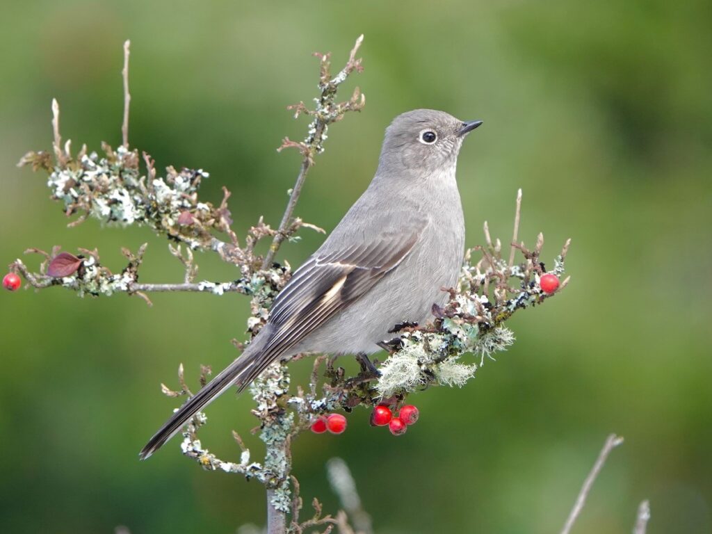 Townsend's Solitaire