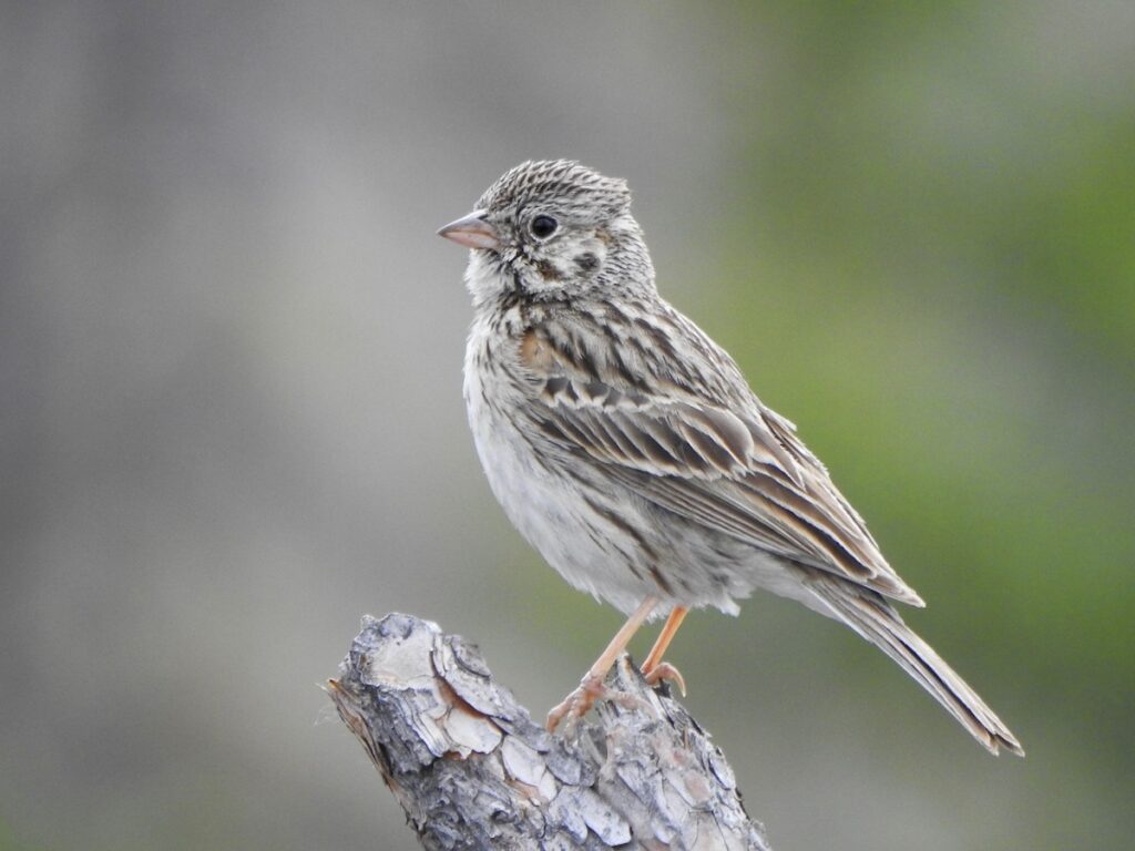 vesspa Vesper Sparrow