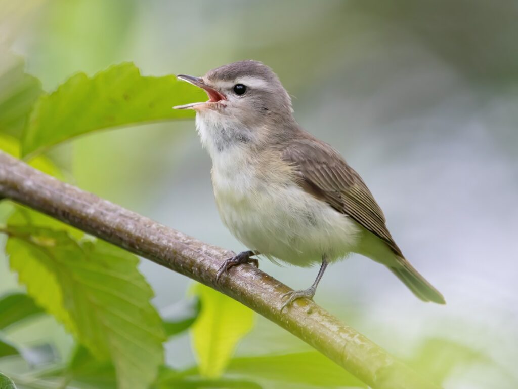 Warbling Vireo