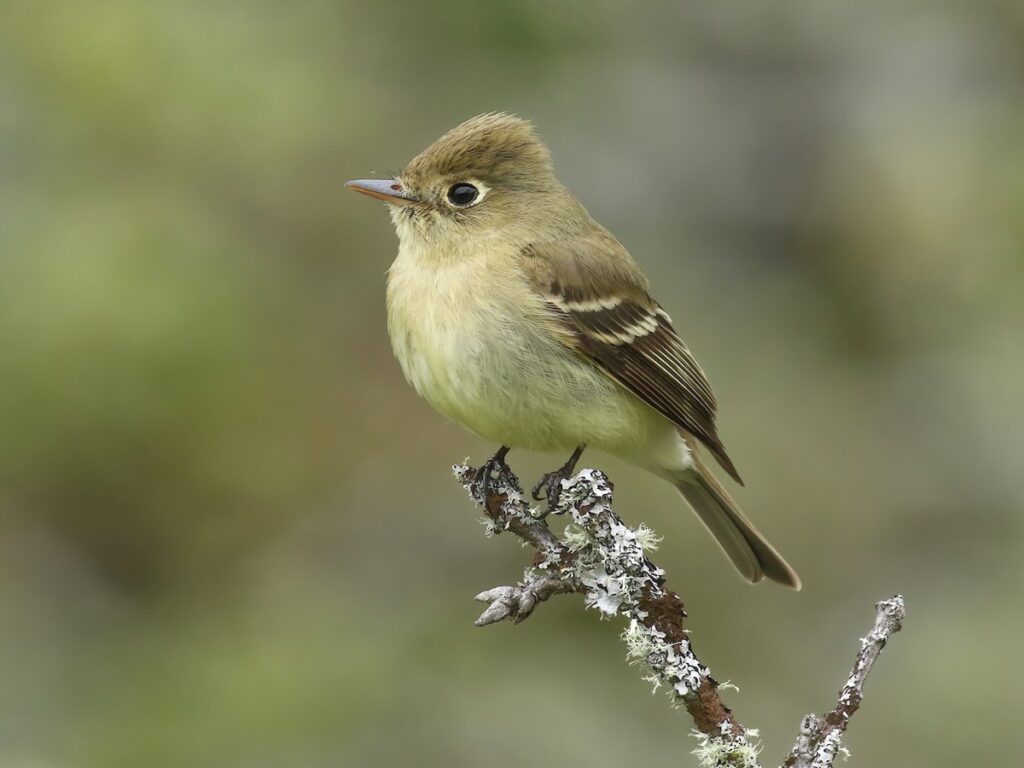 Western Flycatcher