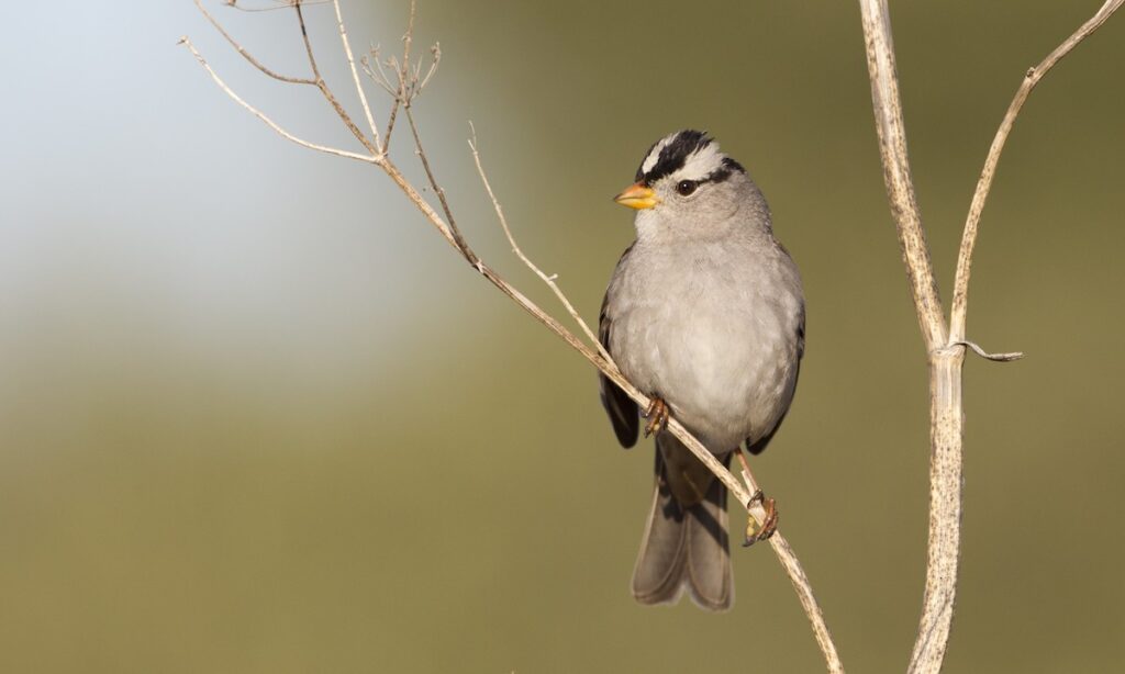 whcspa White-crowned Sparrow