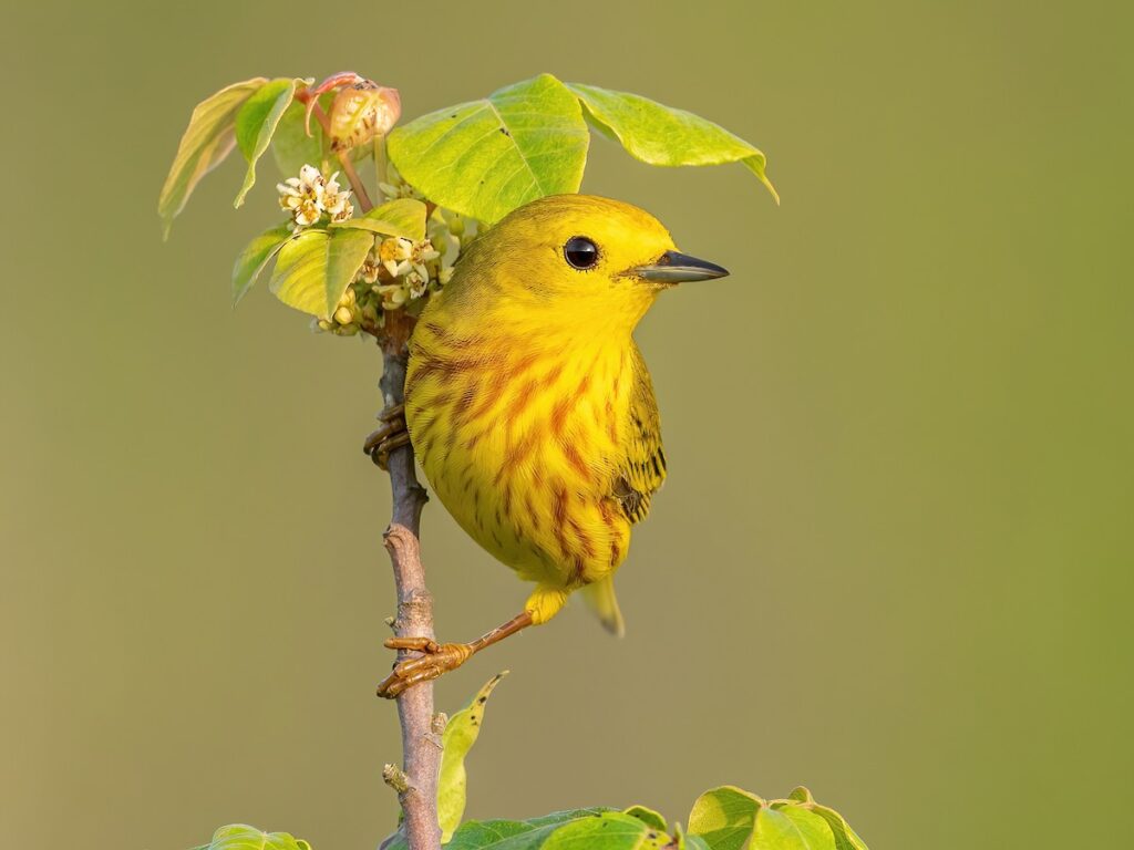 Yellow Warbler
