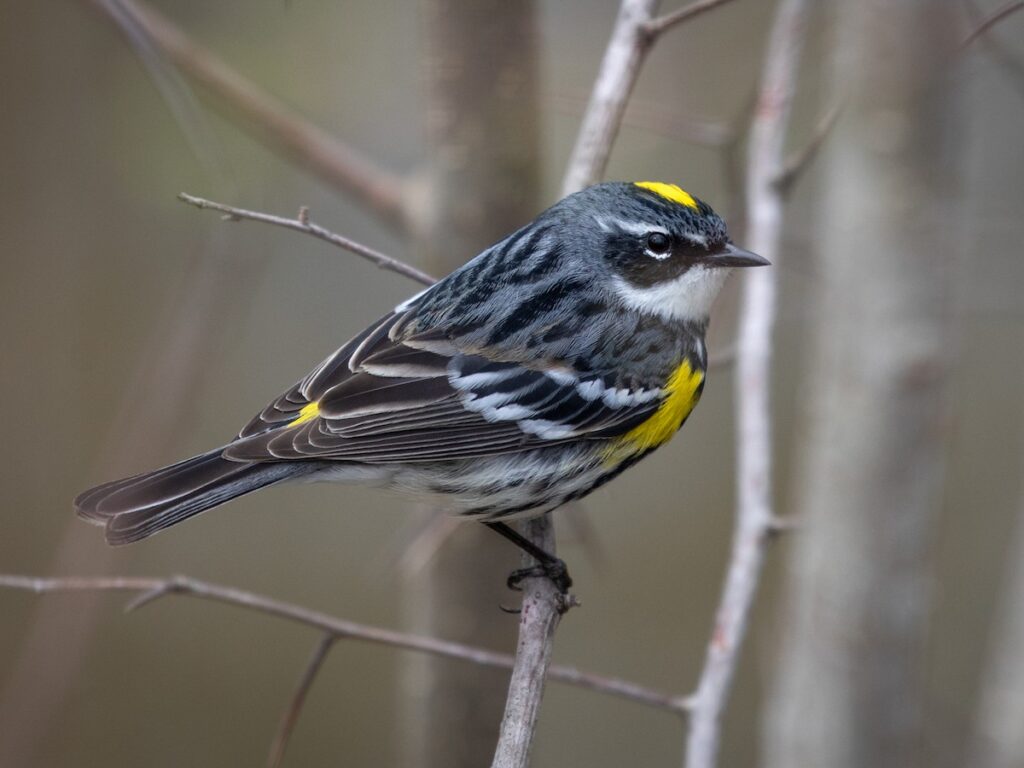Yellow-rumped Warbler
