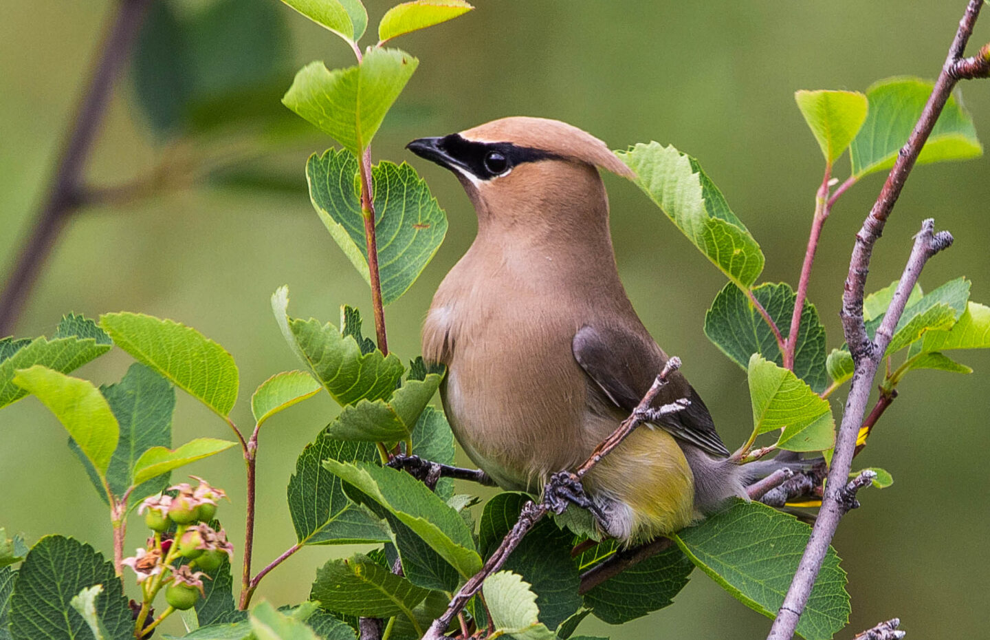 ACES & Pitkin County North Star Birding 08/27/26