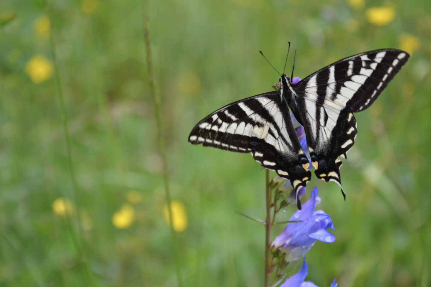 Butterfly on a wildflower