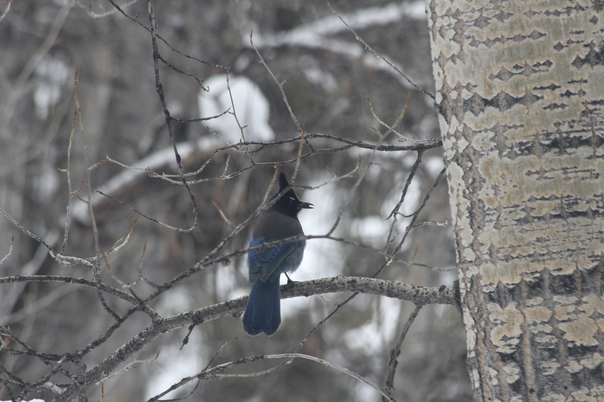 Mindful Birding at Rock Bottom Ranch - ACES