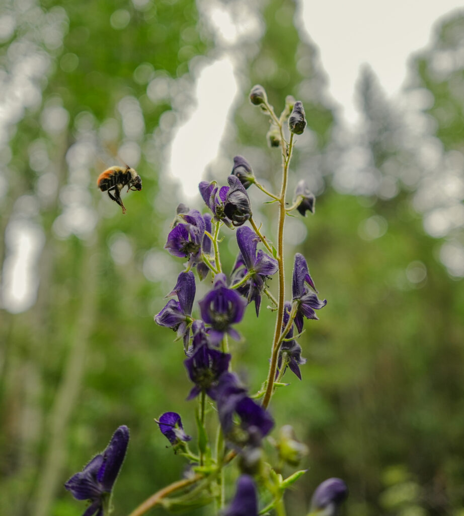 bee7
