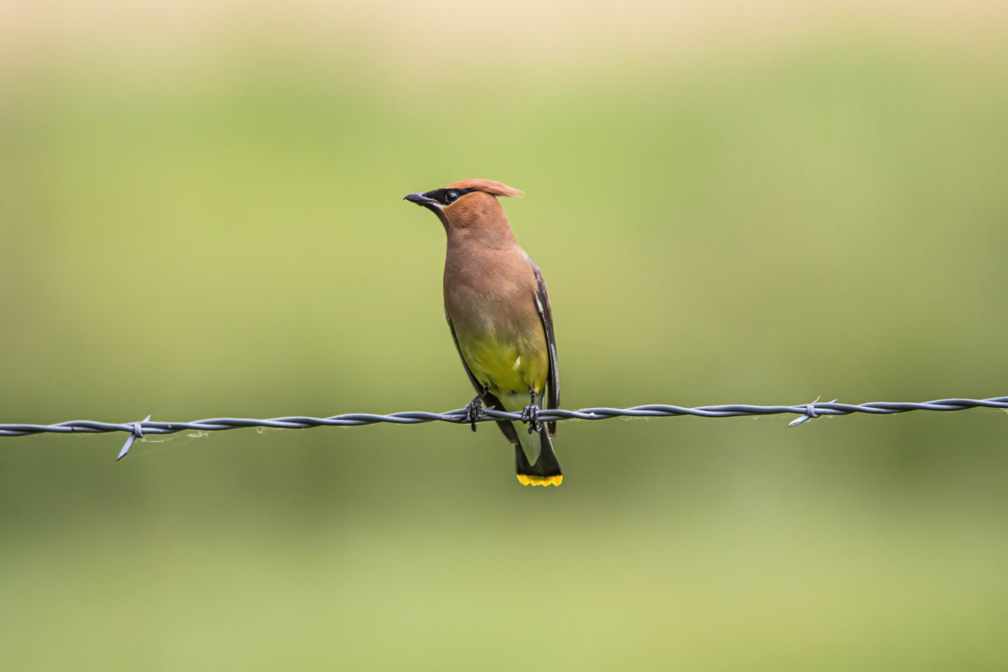 ACES Birding and Conversation Series: Birding the Frying Pan Valley with Ted Floyd 07/25/25