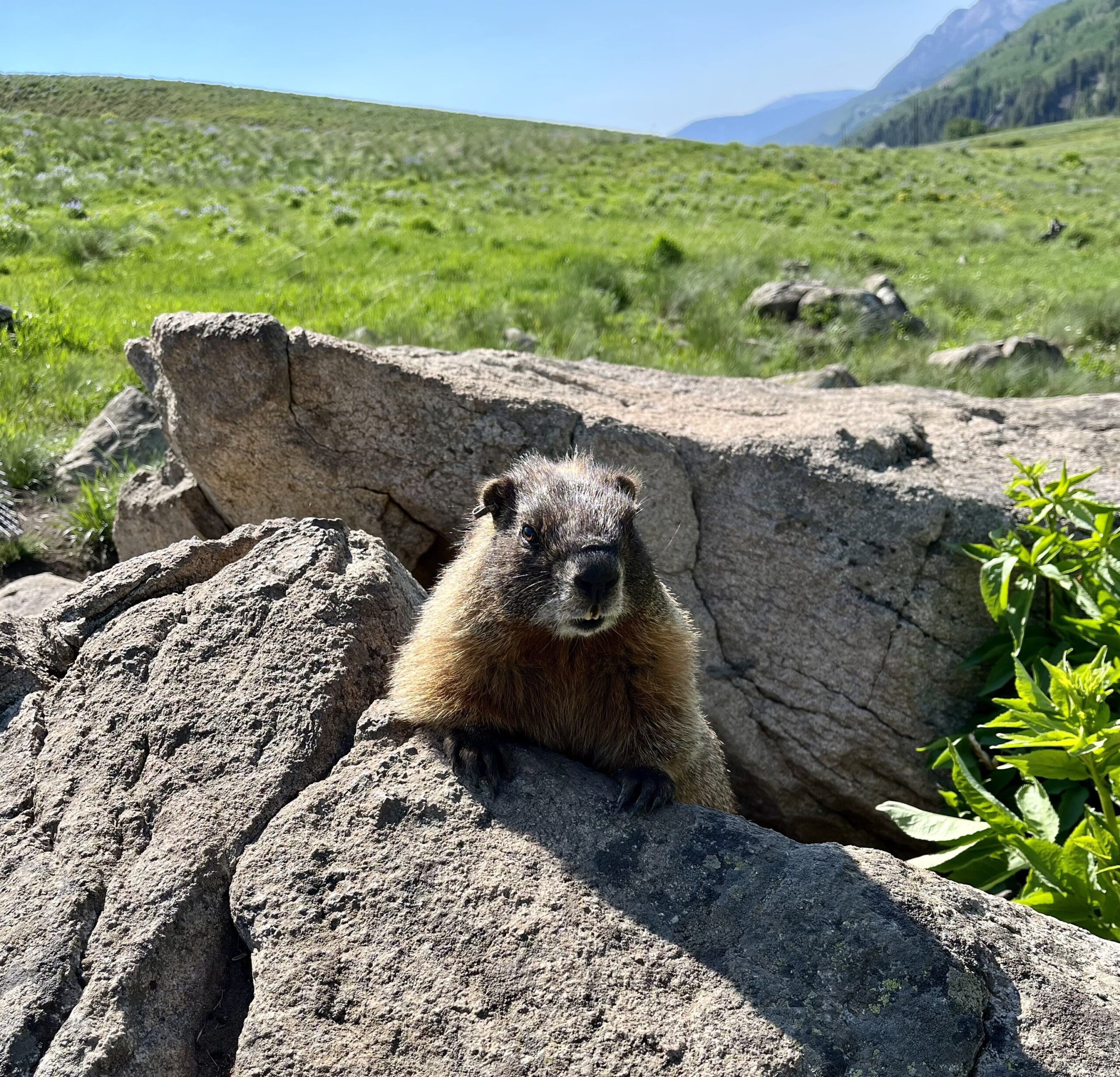 This Squirrel Appreciation Day, Celebrate Marmots!