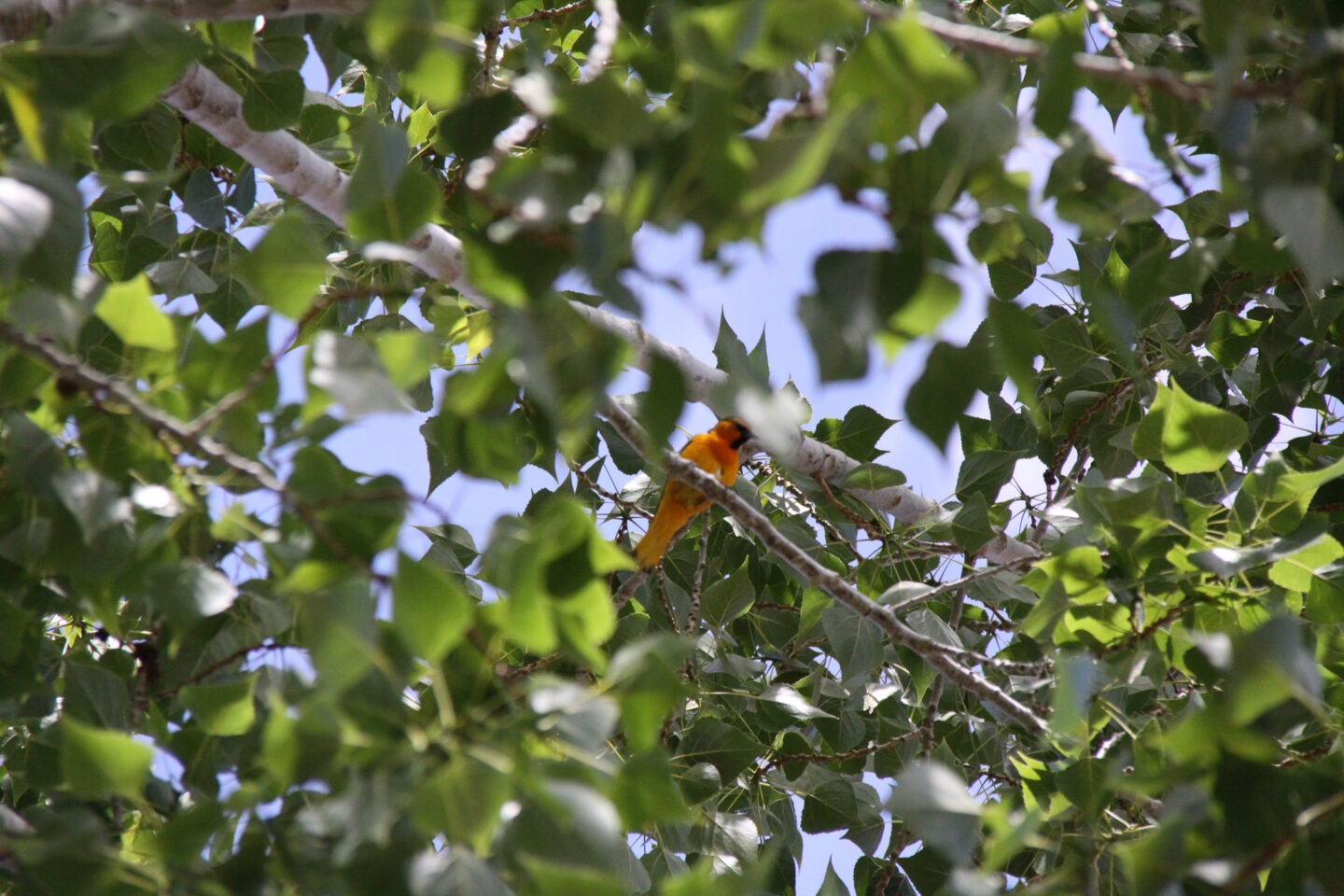 The Best Private Birding Tours and Guided Hikes in Aspen, Colorado