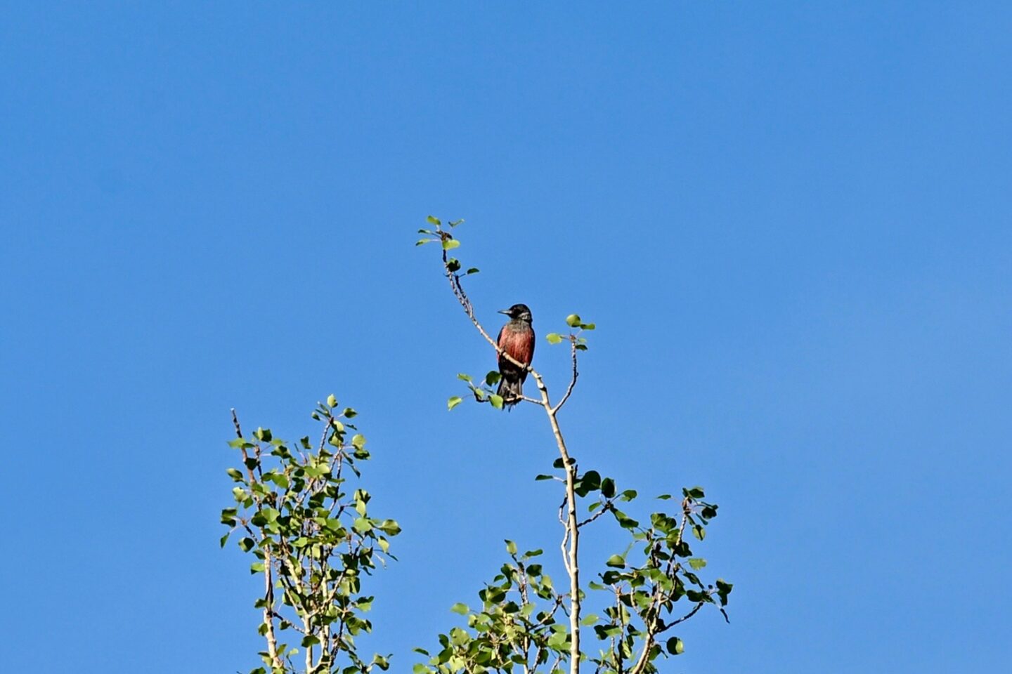 ACES Birding and Conversation: Stories of Success in Bird Conservation