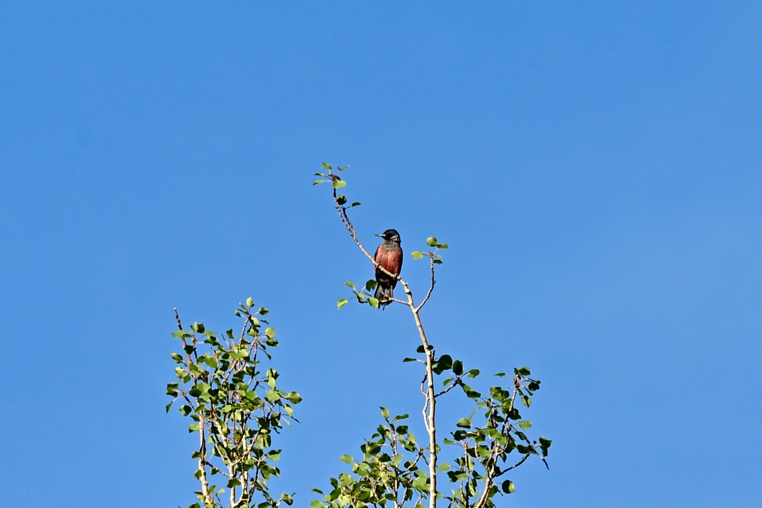 ACES Birding and Conversation: Stories of Success in Bird Conservation
