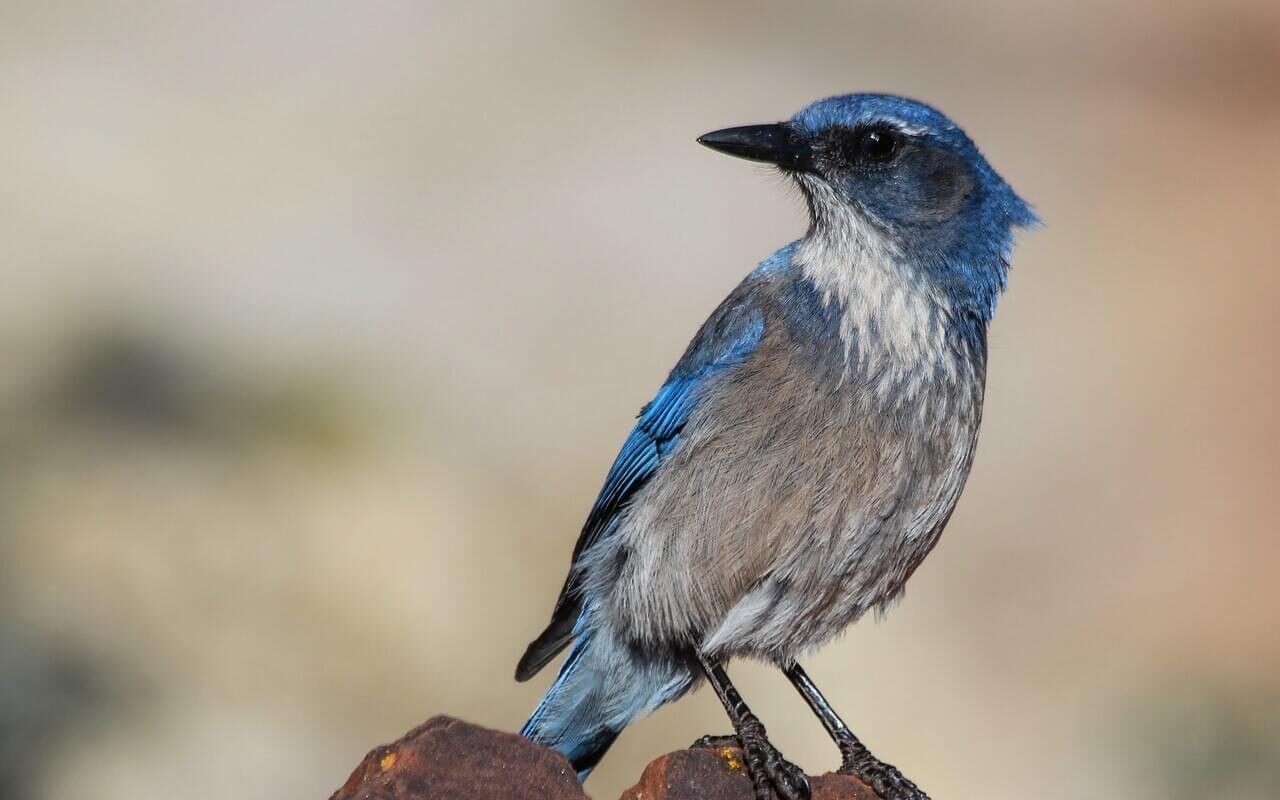 Fall Birding on Capitol Creek 09/17/26