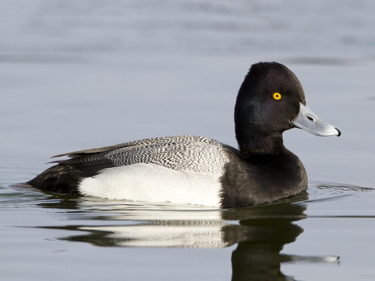 Fall Birding: Ranch at Roaring Fork 09/24/26