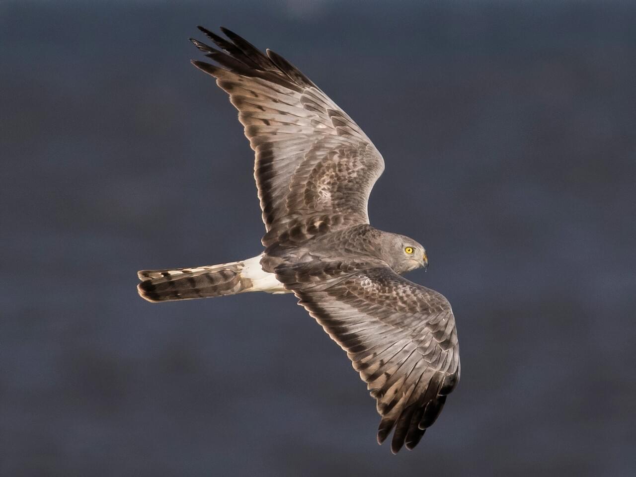 ACES Fall Migration Birding at Windstar Preserve 10/08/2026