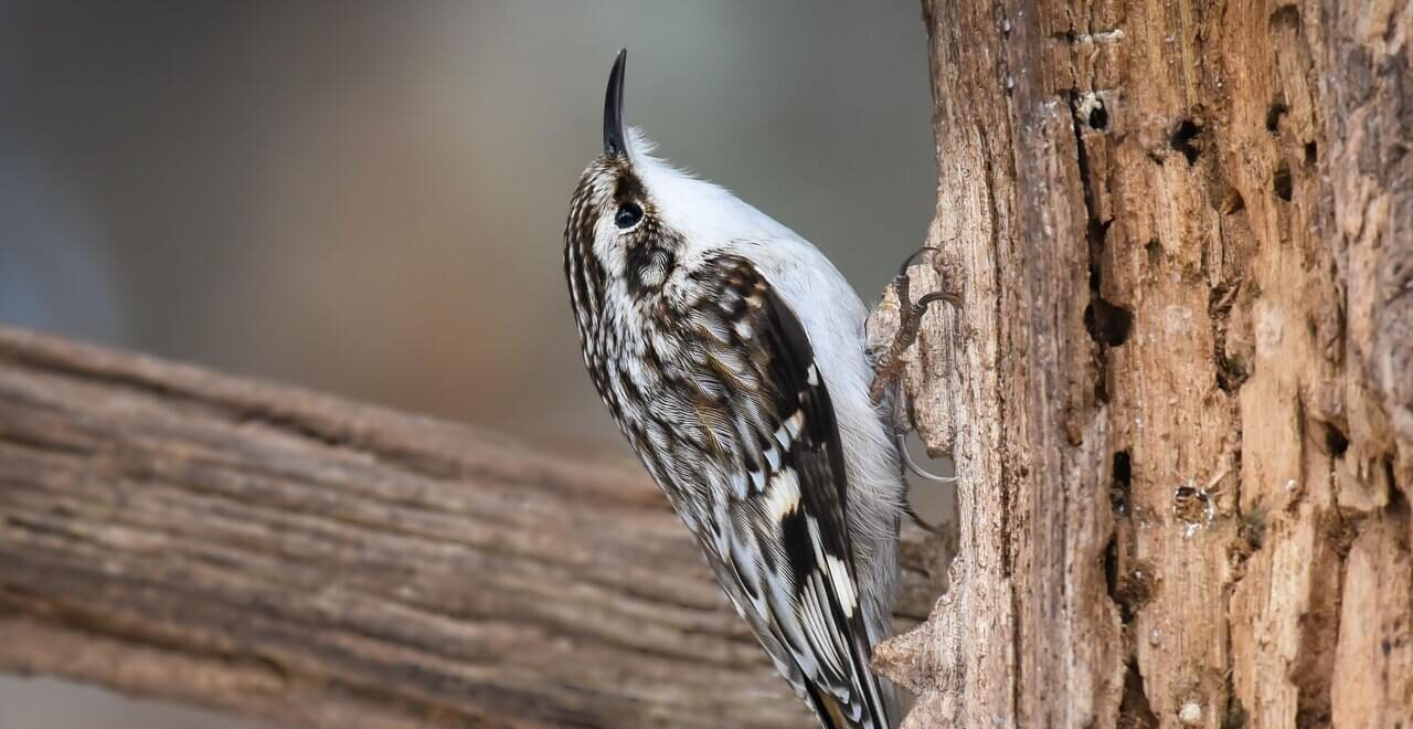 ACES Morning Birding at Hallam Lake 10/20/2026